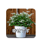 観葉植物で一言（個別スタンプ：10）