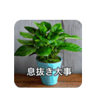 観葉植物で一言（個別スタンプ：11）