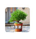 観葉植物で一言（個別スタンプ：16）