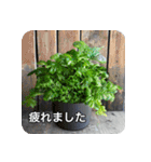 観葉植物で一言（個別スタンプ：18）