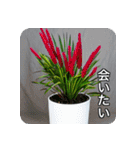 観葉植物で一言（個別スタンプ：21）