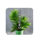 観葉植物で一言（個別スタンプ：23）