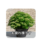 観葉植物で一言（個別スタンプ：27）