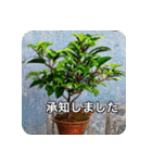 観葉植物で一言（個別スタンプ：28）