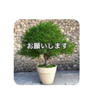 観葉植物で一言（個別スタンプ：29）