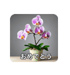 観葉植物で一言（個別スタンプ：30）