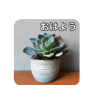 観葉植物で一言（個別スタンプ：31）