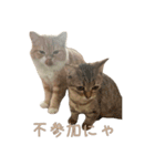 おベルとおリルのスタンプ2（個別スタンプ：5）
