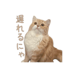 おベルとおリルのスタンプ2（個別スタンプ：8）