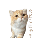 おベルとおリルのスタンプ2（個別スタンプ：10）
