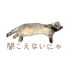 おベルとおリルのスタンプ2（個別スタンプ：15）