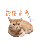 愛猫そら♥（個別スタンプ：1）