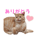 愛猫そら♥（個別スタンプ：9）