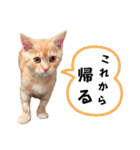 愛猫そら♥（個別スタンプ：22）