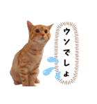 愛猫そら♥（個別スタンプ：24）