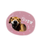 shou.joe stamp（個別スタンプ：1）