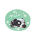 shou.joe stamp（個別スタンプ：2）