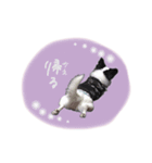 shou.joe stamp（個別スタンプ：3）