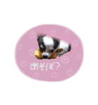 shou.joe stamp（個別スタンプ：4）