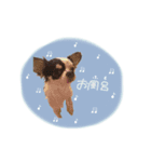 shou.joe stamp（個別スタンプ：6）