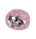 shou.joe stamp（個別スタンプ：9）