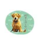 shou.joe stamp（個別スタンプ：10）