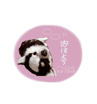 shou.joe stamp（個別スタンプ：12）