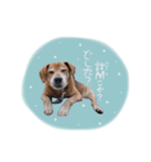 shou.joe stamp（個別スタンプ：13）