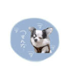 shou.joe stamp（個別スタンプ：14）