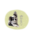 shou.joe stamp（個別スタンプ：16）