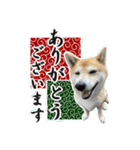 柴犬の感謝ありがとう（個別スタンプ：4）