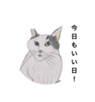 野良猫シリーズ(1)（個別スタンプ：1）