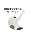 野良猫シリーズ(1)（個別スタンプ：4）