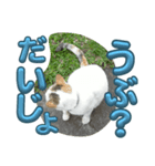 n猫がいる5（個別スタンプ：2）