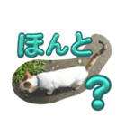 n猫がいる5（個別スタンプ：4）