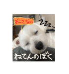 おぐしコハクのスタンプ①（個別スタンプ：5）