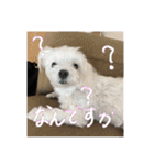 おぐしコハクのスタンプ①（個別スタンプ：10）