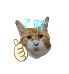 こぶ平スタンプ（個別スタンプ：1）