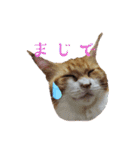 こぶ平スタンプ（個別スタンプ：2）