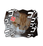 こぶ平スタンプ（個別スタンプ：16）