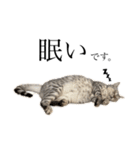 日常で使える猫ちゃんスタンプ。（個別スタンプ：3）