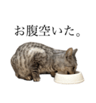 日常で使える猫ちゃんスタンプ。（個別スタンプ：4）