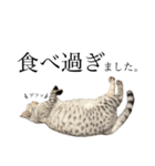 日常で使える猫ちゃんスタンプ。（個別スタンプ：5）