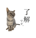 日常で使える猫ちゃんスタンプ。（個別スタンプ：9）