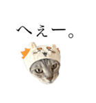 日常で使える猫ちゃんスタンプ。（個別スタンプ：13）