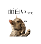 日常で使える猫ちゃんスタンプ。（個別スタンプ：15）