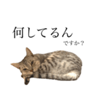 日常で使える猫ちゃんスタンプ。（個別スタンプ：28）