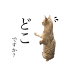 日常で使える猫ちゃんスタンプ。（個別スタンプ：29）