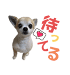 こことれおのラブリースタンプ（個別スタンプ：4）
