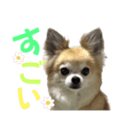 こことれおのラブリースタンプ（個別スタンプ：8）